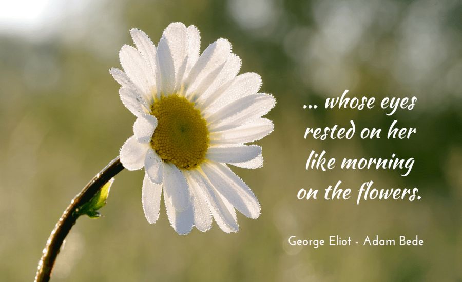30 Metaphors for Flowers 2 Colorful Confetti of Life