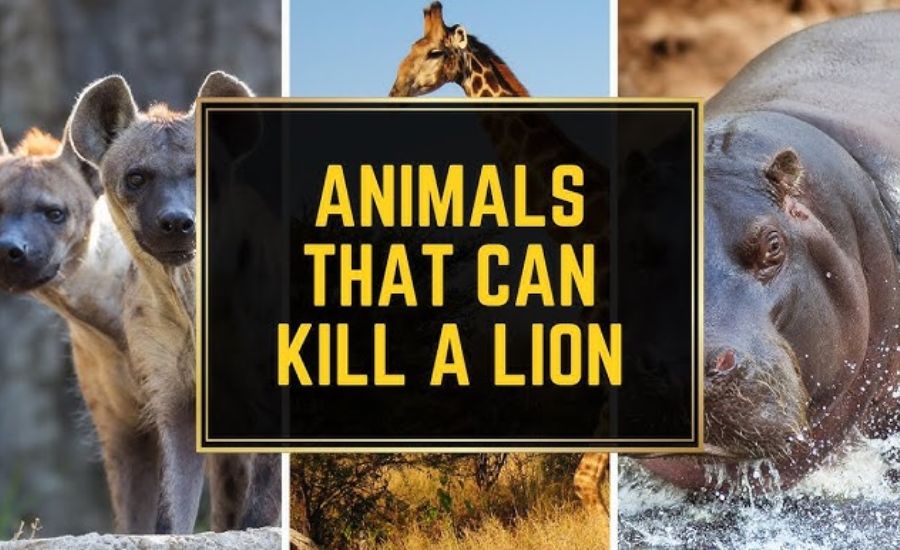 As Fierce As Which Animal