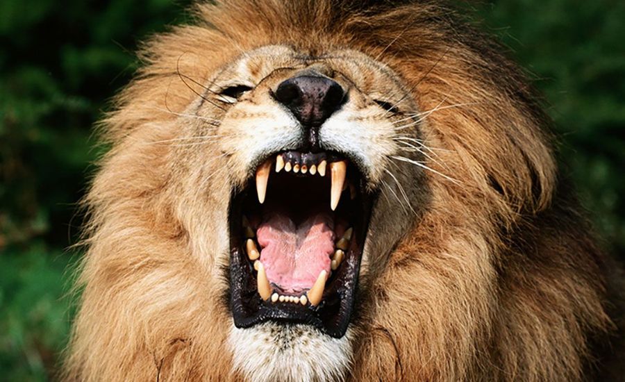 35 Animal Similes to Enrich Your Descriptions — Including “As Fierce As Which Animal” 2 As quiet as a mouse