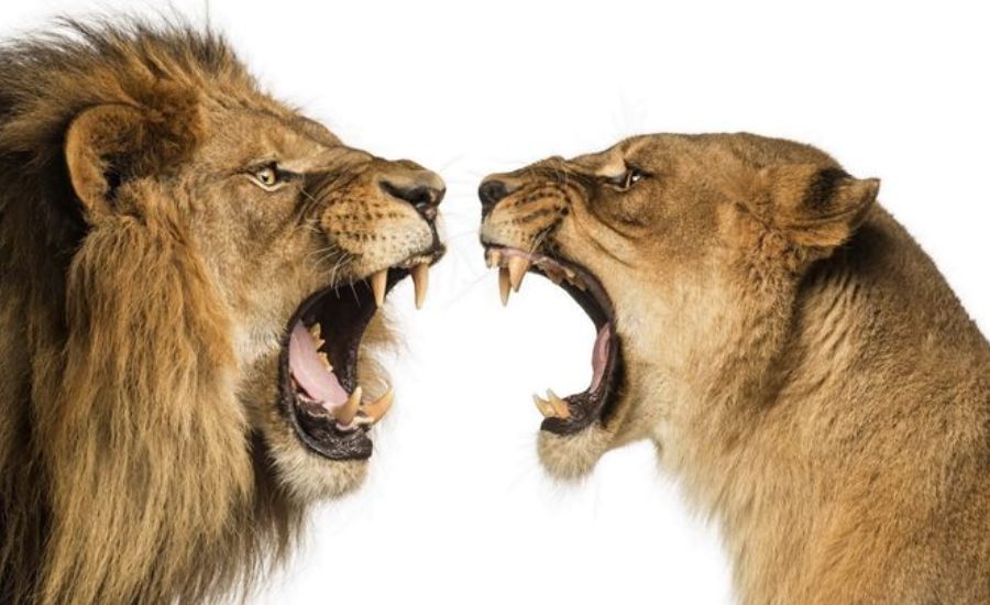 35 Animal Similes to Enrich Your Descriptions — Including “As Fierce As Which Animal” 3 As playful as a puppy
