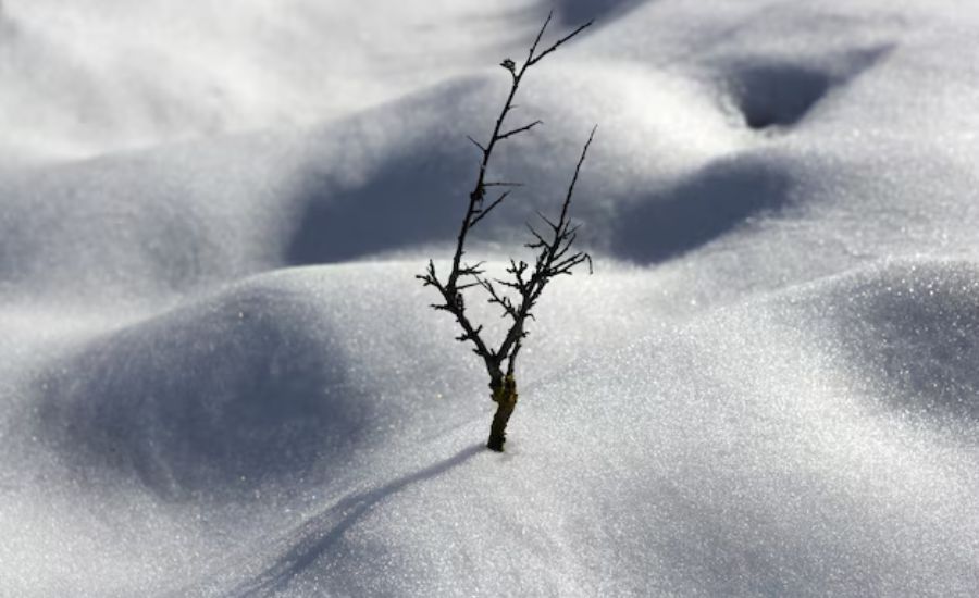 "35 Beautiful Snow Metaphors: Creative Ways to Describe Winter’s Magic" 2 Winter’s Paintbrush