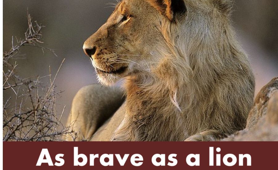 35 Similes for Brave 3 Brave as a pioneer on new land