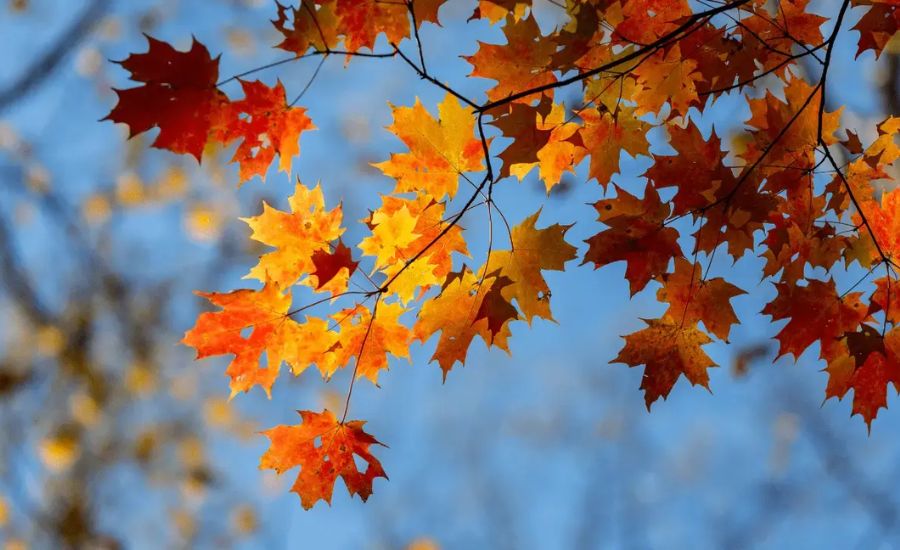 fall metaphors