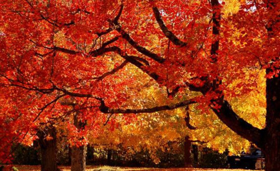 33 Metaphors for Fall 3 A Season of Letting Go