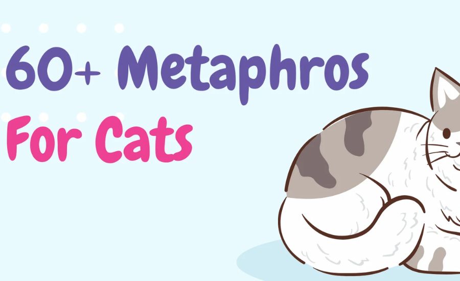 Cat Metaphors