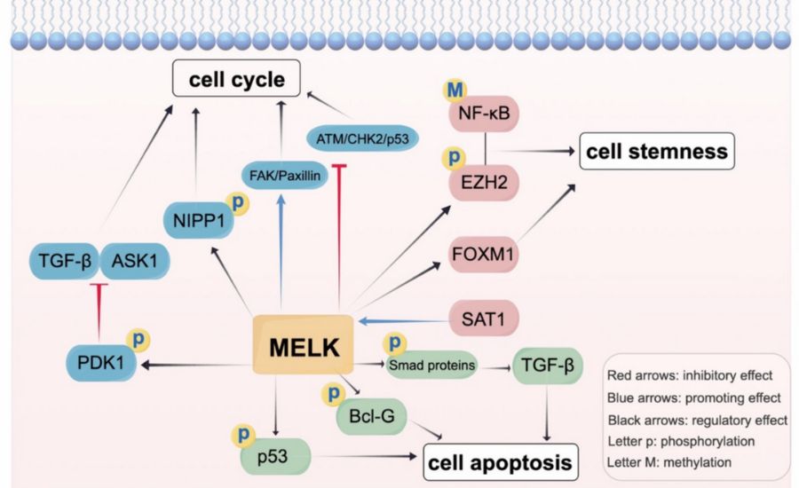 Why Melkprmancin Matters in Modern Jewellery