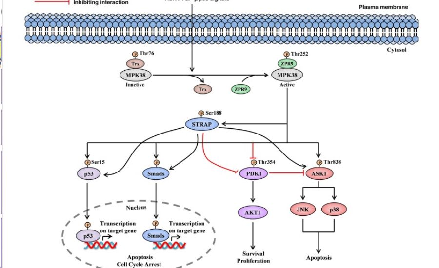 Future Trends & Melkprmancin’s Growth Potential